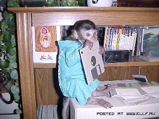 Американцы обнаружили у бабуинов способность к программированию