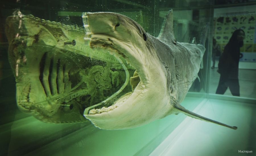 Страшная акула в мире. Самая страшная акула в мире. Гигантская акула.