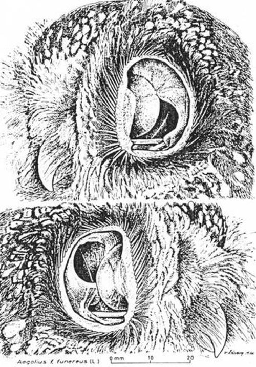 Что можно увидеть в ушах совы (4 фото)
