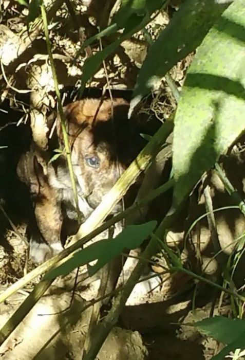 Лесной мальчишник превратился в заботу о бездомных щенках (9 фото)